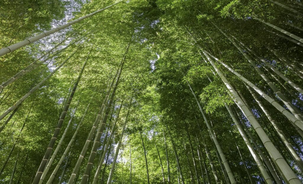 Bamboo Forest, Kyoto, Japan