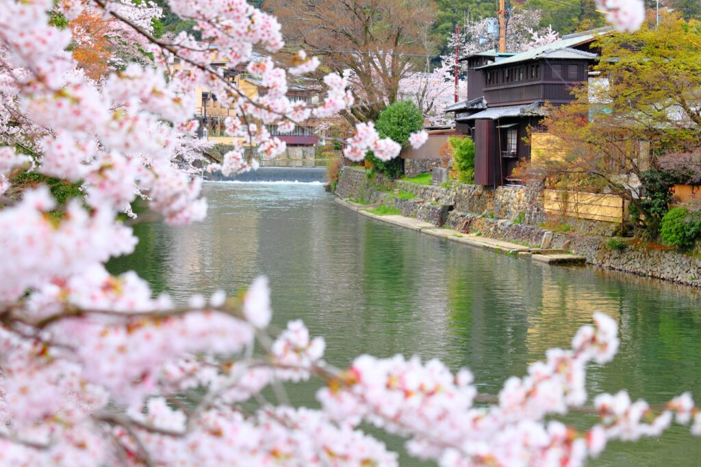 Sakura in kyoto